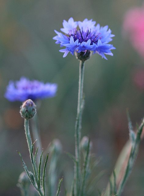 Bachelors Button, Bachelor Button Flowers, Mountain View California, Blue Flower Wallpaper, Bachelor Buttons, Blue Garden, Wildflower Seeds, Flower Art Painting, Button Flowers