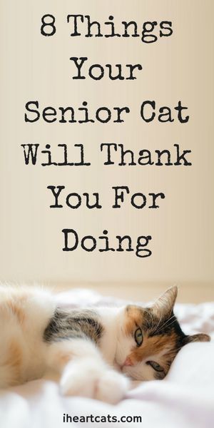 Senior Cat Care, Heart Cats, Cat Ages, Older Cats, Cat Hacks, Cat Care Tips, Kitten Care, Senior Cat, Cat Parenting