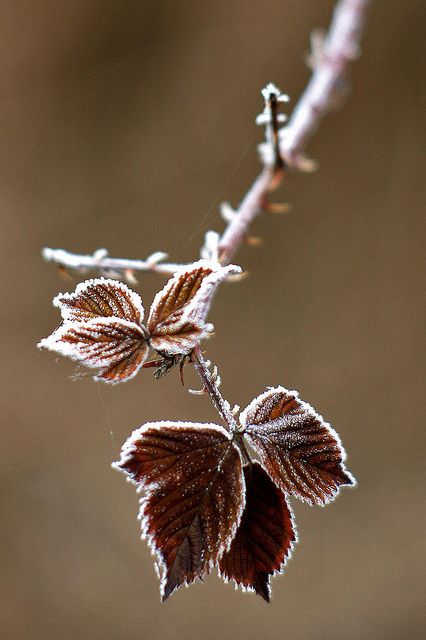 Winter Flower Photography, Frost Nature, Branch Photography, Autumn Whispers, Fall Into Winter, Foto Macro, Winter Foliage, Brown Nature, Brown Autumn