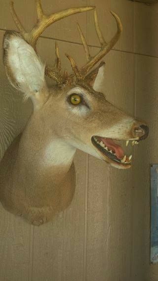 Deer With Teeth, Deer Taxidermy Mounts, Not Deer Cryptid, Creepy Taxidermy, Coyote Taxidermy, Creepy Deer, Weird Taxidermy, Funny Taxidermy, Bad Taxidermy