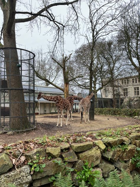 #amsterdam #zoo #artiszoo #ams #animals #paesibassi Vision Board Goals, Amsterdam, Animals, Art