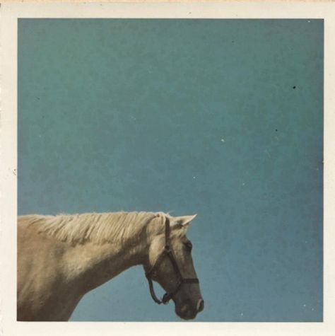 . Into The Darkness, Photo Polaroid, Southern Gothic, Insta Stories, White Horse, Horse Girl, American Dream, The Darkness, Photography Inspo