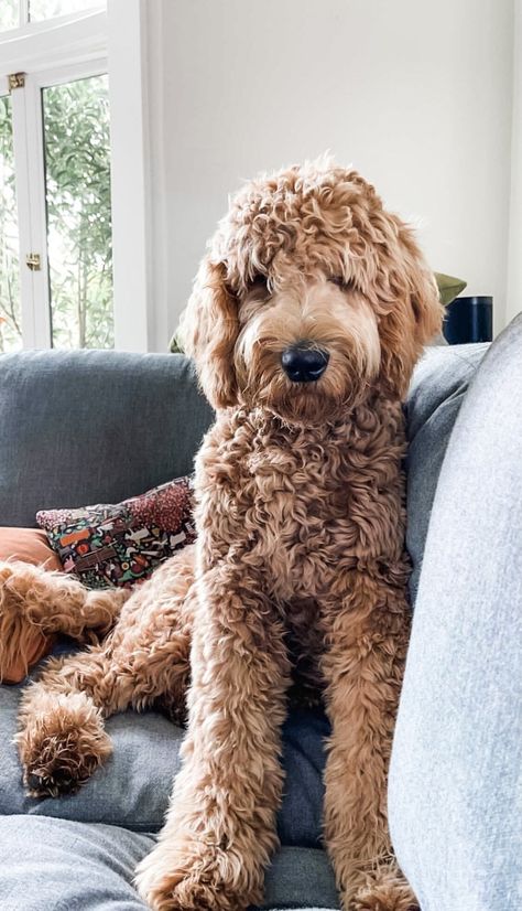 First generation with an Apricot wavy coat. Apply for one today! Golden Poodle Goldendoodle, Goldendoodle Standard, Labradoodle Full Grown, Goldendoodle Full Grown, Brown Goldendoodle, Medium Goldendoodle, Goldendoodle Haircuts, Mini Labradoodle, Standard Goldendoodle