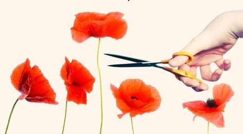 There’s a term Aussies like to refer to as ‘Tall Poppy Syndrome’. It basically insinuates that those who go on to grow further than the rest get their heads cut off. Not literally. ⠀⠀⠀⠀⠀⠀⠀⠀⠀ ⠀⠀⠀⠀⠀⠀⠀⠀⠀⠀⠀⠀⠀⠀⠀⠀⠀⠀ They get their heads cut off from friends, family & society in the form of criticism & resentment. ⠀⠀⠀⠀⠀⠀⠀⠀⠀ ⠀⠀⠀⠀⠀⠀⠀⠀⠀⠀⠀⠀⠀⠀⠀⠀⠀⠀ There will come a day when you become a ‘tall poppy’. You need to be prepared for that day. ⠀⠀⠀⠀⠀⠀⠀⠀⠀ ⠀⠀⠀⠀⠀⠀⠀⠀⠀⠀⠀⠀⠀⠀⠀⠀⠀⠀ You see, with success comes resentment an Tv Tropes, Kinds Of People, Popular Culture, Poppies, How To Become, Australia, Flowers