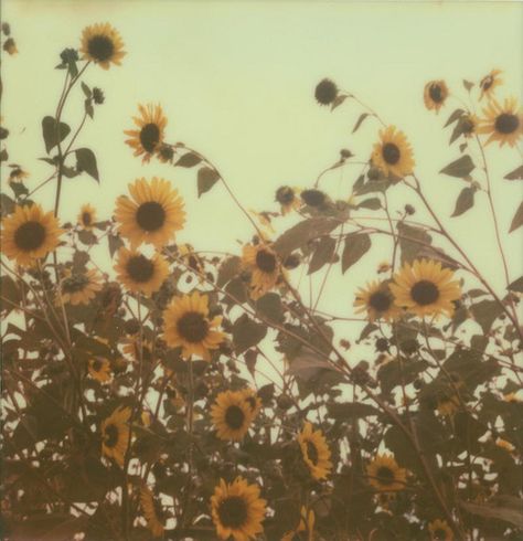 The Sky, Sunflower, Lost, Photography