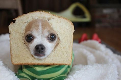 When this dog succumbed to the bread. | The 61 Most Awkward Moments In The History Of Dogs Cat Bread, Dog Bread, Best Treats For Dogs, Dog Rocks, Puppy Treats, Dog Shaming, Chihuahua Love, Funny Dog Pictures, Chihuahua Dogs