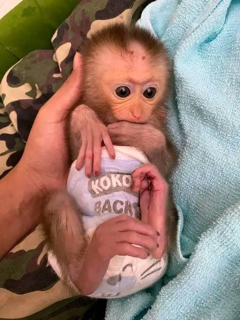 Baby Monkey For Sale, Capuchin Monkey Pet, Cute Monkey Pictures, Capuchin Monkey, Cute Baby Monkey, Teacup Chihuahua Puppies, Monkey Pictures, Teacup Chihuahua, Pet Monkey