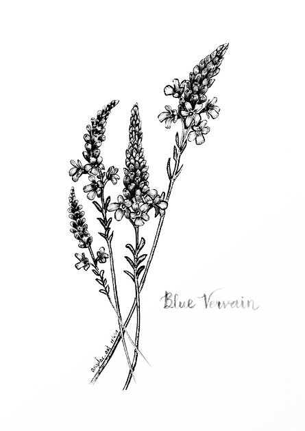 Vervain And Wolfsbane Tattoo, Vervain Tattoo The Vampire Diaries, Wolfsbane Tattoo, Vervain Tattoo, Vampire Diaries Tattoo, Twilight Tattoos, Minimalist Drawing, Tattoo Stencils, Tattoo Inspo