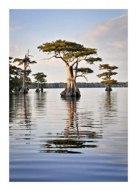 Blue Cypress Lake is easily one of my fav places to be Cypress Island, Louisiana Swamp, Louisiana Travel, Underground World, Bald Cypress, Cypress Trees, Unique Trees, Beautiful Tree, Beach Art