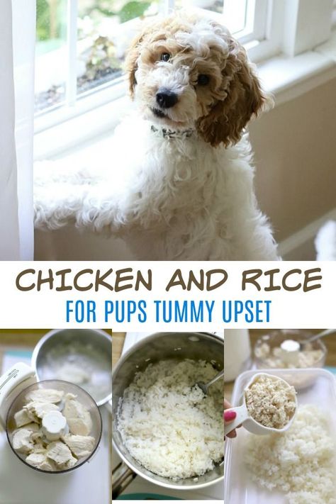 Dog Chicken And Rice, Chicken And Rice For Dogs How To Make, Dog Bland Diet Recipes, White Rice For Dogs, Chicken And Rice Recipes For Dogs, Bland Diet For Dogs With Upset Stomach, How To Boil Chicken For Dogs, Chicken Rice Dog Food Recipe, Bland Dog Food Recipe