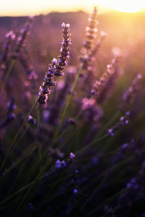 Ultimate Photography Guide to the Lavender Fields of Provence Lilac Field, Lavender Photography, Sierra Simone, Lavender Sunset, Lavender Fields Photography, Background Inspiration, Famous Trees, Dream Country, Iceland Photos