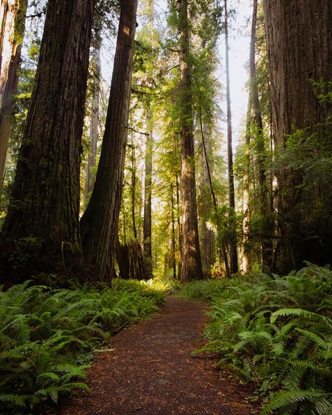 Want to visit the tallest trees on earth?🌎 In Northern California lives some of the tallest and oldest trees in the world. These trees stand a whopping 300 to 350 feet tall and have even been recorded to be taller.🌲 Redwood National Park 📍Location Northern California 💰Free to visit 🗓️Best time to visit - April through June 🥾Best hikes - Fern Canyon, Lady Bird Trail, Tall Trees Grove, and Big Tree Wayside. Fun Fact: Redwoods NP is home to the tallest tree in the world, its name is “Hyper... Felton California, North California, Fern Canyon, Be Taller, California Redwoods, Redwood National Park, Large Tree, Senior Trip, Tall Trees