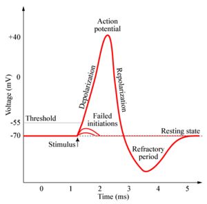 Before an action potential begins, the initial depolarization must reach a threshold of ~ 10-20mV above resting potential, when the inward Na+ current ... Action Potential