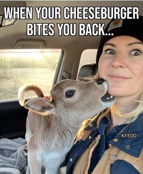 Hunting Quotes Funny, Show Cows, Farm Humor, Country Jokes, Baby Farm Animals, Hunting Humor, Cows Funny, Funny Animal Jokes