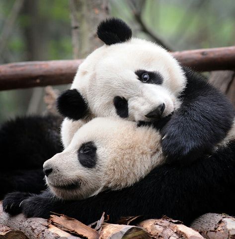 Panda hug Pandas Cuddling, Panda Hug, Panda Panda, Panda Bears, Panda Love, Giant Panda, Baby Panda, Kung Fu Panda, Red Panda