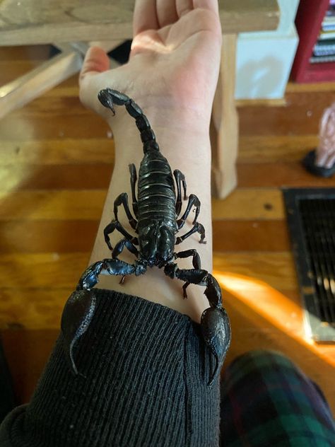 Pet Scorpion, Scorpion Animal, Entomology Decor, Tarantula Habitat, Beautiful Bugs, Types Of Animals, Arachnids, Bugs And Insects, Reptiles And Amphibians