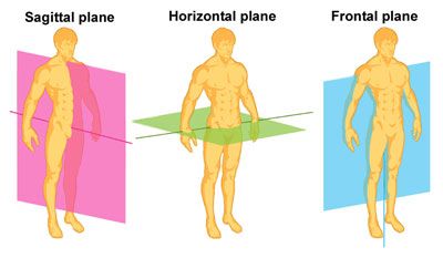 Planes of movement Structure Of Bone, Radius And Ulna, Axial Skeleton, Massage School, Medical Things, Sagittal Plane, Types Of Bones, Body Motion, Pelvic Girdle