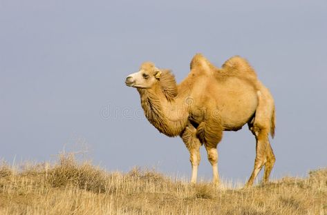 Desert Animals And Plants, Camel Tattoo, Yoga Animals, Dromedary Camel, Mongolian Landscape, Bactrian Camel, Camels Art, Gobi Desert, Fun Animals