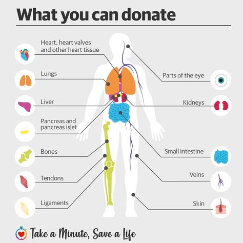 Organ donation Australia: What you can donate | The Courier-Mail Body Donation Posters, Organ Donation Slogans, Organ Donation Poster Creative, Organ Donation Quotes, Organ Donation Poster, Donation Poster, Donation Quotes, Blood Donation Posters, Charity Logo Design