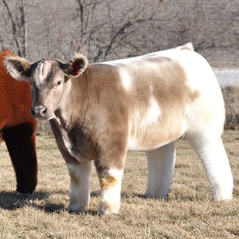 Cows All Shampooed And Blow-Dried Up Your Welcome, Cow, Instagram Profile, Humor, On Twitter, Twitter, Instagram, Humour