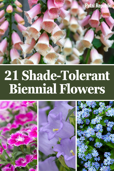 If your garden has a few neglected shady corners, these shade-tolerant biennials are the perfect way to bring an array of color and woodland foliage to those areas. Like other types of biennials, these plants focus on establishing themselves in year 1 and blooming in year 2. Shade Tolerant Flowers, Planting Flowers In Garden, Plants That Like Sun, Partial Sun Flowers, Tall Shade Plants, Hydrangea Plant Care, Part Shade Perennials, Plants That Like Shade, Best Plants For Shade