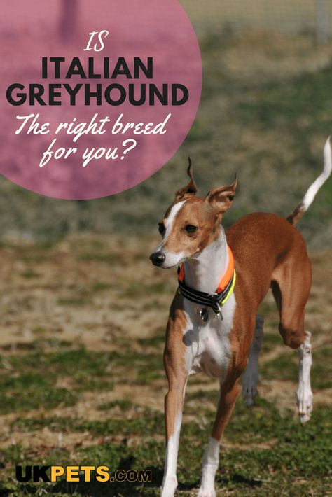 The Italian Greyhound makes an excellent companion dog and loves the company of people. #Italian Greyhound #dog breed Italian Gray Hounds, Fawn Italian Greyhound, Greyhound Dog Breed, Italian Greyhound Harness, Italian Greyhound Collar, Greyhound Brindle, Italian Greyhound Dog, Grey Hound, Greyhound Dog