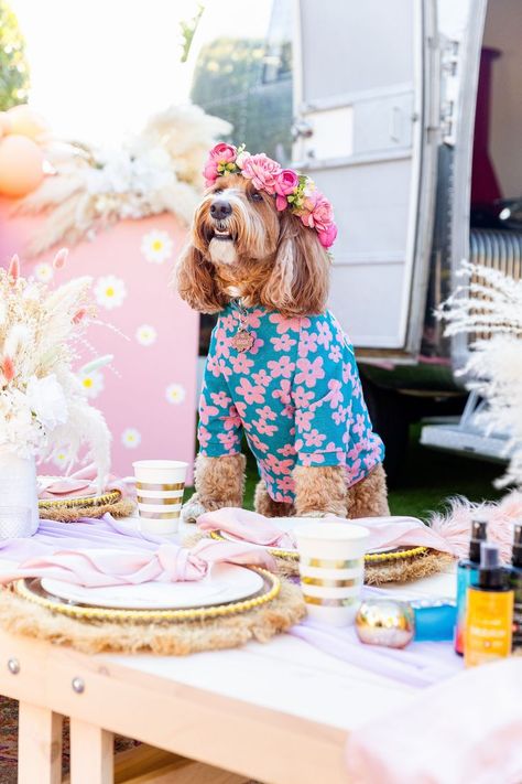 An adorable photo of a fluffy dog wearing a blue sweater with pink daisies all over it and the dog is wearing a flower crown! Dog Picnic Ideas, Dog Picnic, Groovy Dog Party, Dog Beach Party, Picnic With Dog Photoshoot, Beach Car Picnic, Beach With Dog, Dog Party Decorations, Animal Photoshoot