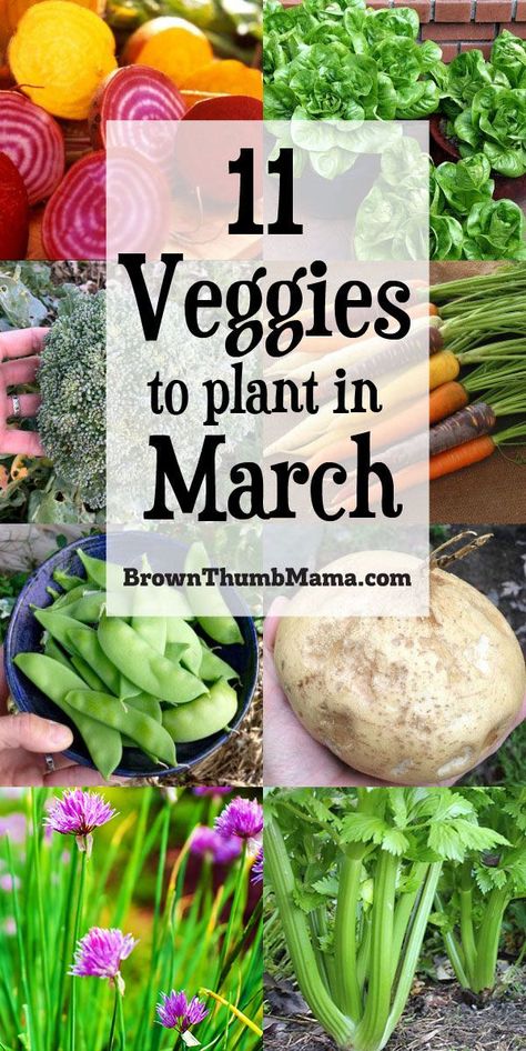 Plant these 11 vegetables in March and you will have a great harvest this summer! Includes planting tips, recommended varieties, and recipes for your harvest. #Gardening #OrganicGardening #VegetableGardening #Homesteading #March #Recipe Garden Concept, Gemüseanbau In Kübeln, Vegetables To Plant, Backyard Gardens, Gardens Ideas, Gardening Design, Backyard Plants, Vegetable Garden Diy, Zone 9