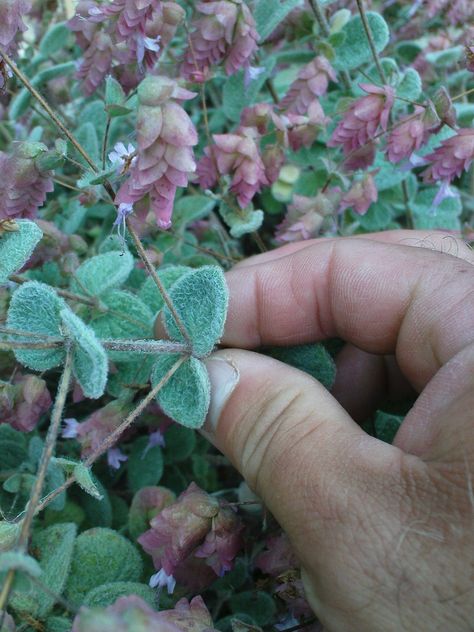 Herbs have been cultivated for centuries for both culinary and medicinal uses. Most of us are familiar with parsley, sage, rosemary and thyme, but what is dittany of Crete? Read this article to learn more. Dittany Of Crete, Squirrel Proof Garden, Parsley Sage Rosemary And Thyme, How To Grow Herbs, Herb Growing, Glory Of The Snow, Rosemary And Thyme, Grow Herbs, Goth Garden