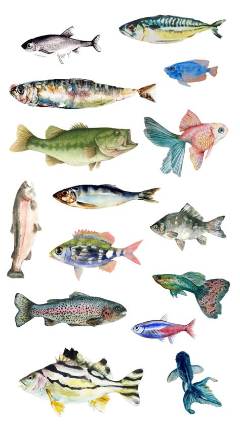 watercolour fish inspo Fish Species Chart, Watercolour Fish Paintings, Sardine Watercolor, Small Fish Drawing, Watercolor Fish Painting, Pastel Fish, Watercolour Fish, Art Documentation, Fish Reference