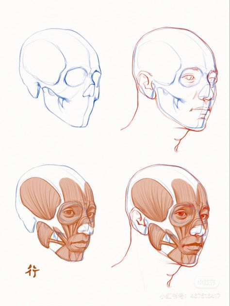 Muscle Face Drawing, Head Muscles Anatomy Drawings, Head Muscles Anatomy, Human Face Muscle Anatomy, Face Muscles Drawing, Face Muscles Anatomy Drawings, Head Anatomy Drawing Study, Female Head Anatomy, Skull Drawing Reference