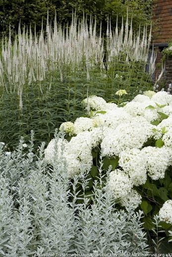 Veronicastrum Virginicum, Hydrangea Arborescens Annabelle, Sissinghurst Castle, Hydrangea Arborescens, White Plants, Castle Garden, Moon Garden, Have Inspiration, White Garden