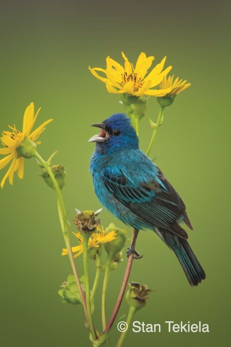 Discover Birds of Wisconsin with Stan Tekiela’s Field Guide - Adventure Publications Backyard Birds Watching, Cup Plant, Indigo Bunting, Bird Identification, Common Birds, Backyard Birds, Field Guide, Bird Photo, Cute Birds