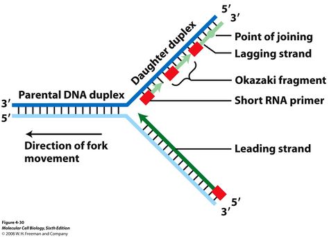 TJ. replication fork  a site on a DNA molecule at which unwinding of the helices and synthesis of daughter molecules Biotechnology Careers, Dna Art, Dna Replication, Dna Molecule, Medical Laboratory Science, Dna Repair, Science Notes, Cell Biology, Diagram Design