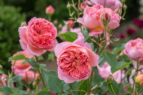 Rose Companion Plants, Old English Roses, Ground Cover Roses, Austin Rose, Fragrant Roses, Shrub Roses, Garden Shrubs, David Austin Roses, Growing Roses