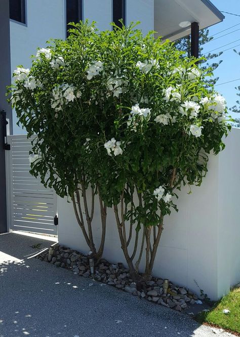 Plumeria Landscaping Ideas, Plumeria Pudica, Plumeria Tree, Hampton Garden, Small Tropical Gardens, Brick Patterns Patio, Butterfly Garden Design, Evergreen Vines, Small Front Yard