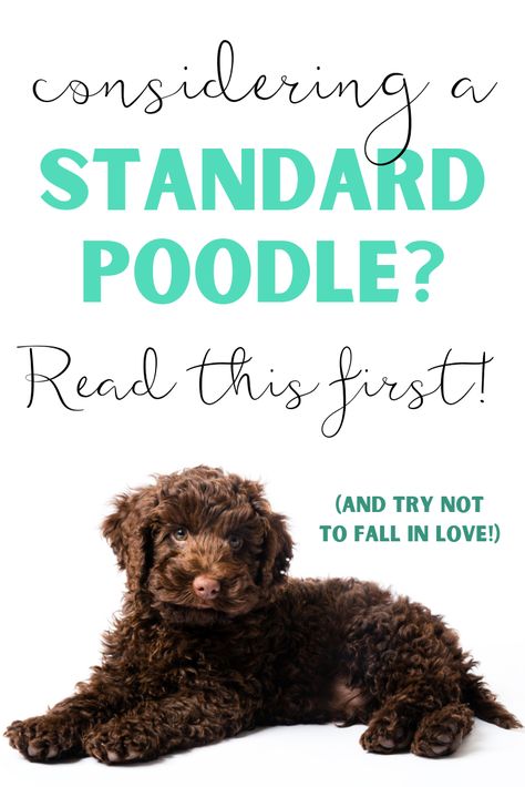 Standard Poodles Haircuts, Standard Poodle Haircut Styles Puppy, Standard Poodle Cuts, Red Standard Poodle, Standard Poodle Grooming, Standard Poodle Haircuts, Poodle Training, Standard Poodle Puppy, Poodle Haircut Styles