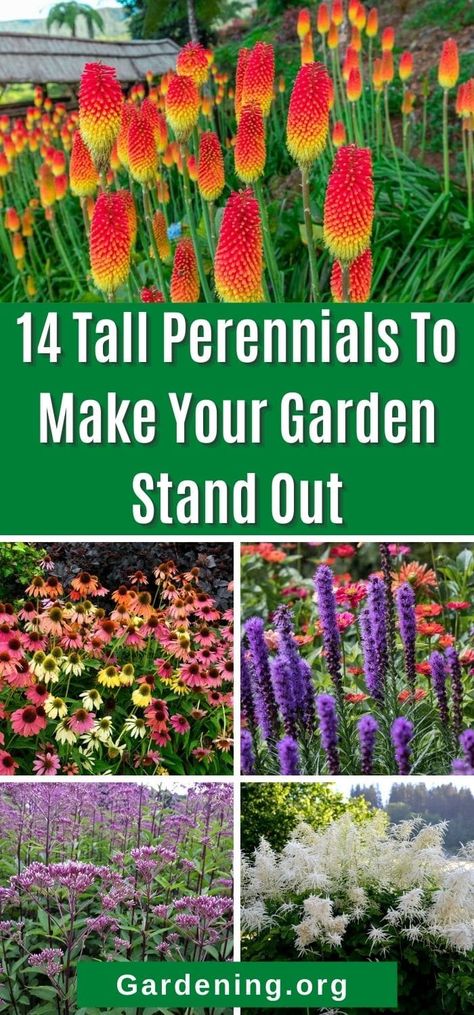 Add depth, texture, and interest to your perennial garden with these fourteen choice tall perennials. Take your perennial bed to new heights! Spring Summer Fall Perennial Garden, Wildflowers Along Fence, Cottage Flower Beds In Front Of House, Backyard Wildflower Garden Flower Beds, Zone 4 Flower Garden, Tall Flowers For Back Of Flower Bed, Michigan Perennial Garden, Partial Sun Perennials Flowers Garden, Tall Flowering Plants