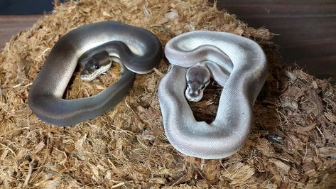 Ball python sisters, super cinnamon & silver bullet #snake #reptile #ballpython Grey Ball Python, Cinnamon Ball Python, Adorable Snakes, Pet Snakes, Snake Enclosure, Danger Noodles, Python Morphs, Danger Noodle, Cool Snakes