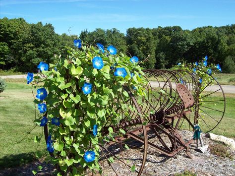 An old hay rake with morning glories in my front yard last summer. Antique Hay Rake Landscaping, Landscape Ideas Using Old Farm Equipment, Old Hay Rake Yard Decor, Antique Farm Equipment Landscape, Antique Hay Rake Ideas, Old Farm Equipment Landscaping, Hay Rake Decor, Farm Equipment Landscaping, Old Farm Equipment Decor Yards