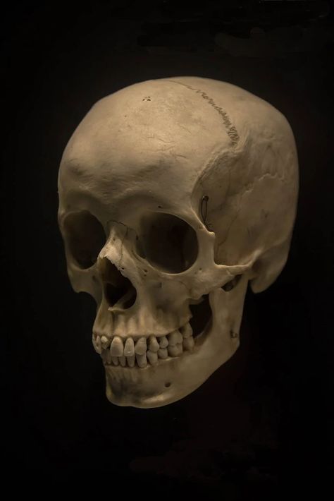 Free stock photo of bones, cranium, human skull Real Human Skull Photography, Real Skull Reference, Skull Reference Photo, Crazy Reference, Skulls Photography, Bones Reference, Bone Reference, Human Skull Photography, Human Skull Reference