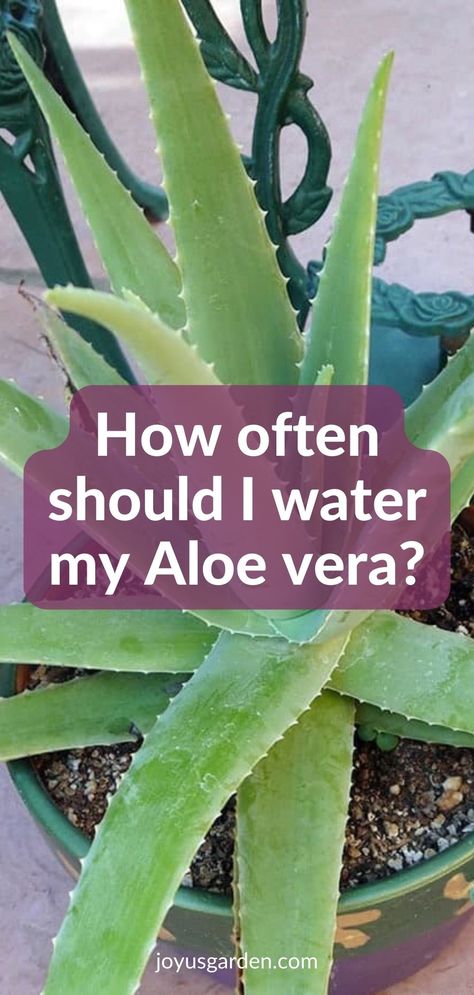 Aloe vera is a popular succulent plant. Here we answer questions about aloe vera plants & care for aloe vera indoors. Find out answers to aloe vera problems, common aloe vera problems, & aloe vera issues. These aloe vera growing tips will help you with growing aloe vera. An aloe vera houseplant or aloe vera succulent isn't hard to grow but there are important things to know. Replanting Aloe Vera Plant, Aleo Plant Care, How To Use Aloe Vera Plant, Aloe Vera Plant Care Outdoor, How To Grow Aloe Vera, Aloe Vera Plant Care Tips, Alovera Plant Care Tips, How To Grow Aloe Vera Plant, Growing Aloe Vera Plant Indoors