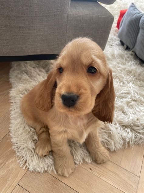 Blonde Cocker Spaniel, Cocker Spaniel Anglais, American Cocker Spaniel, Dog Shaming, Cocker Spaniel Puppies, Cute Dog Photos, Dream Dog, Very Cute Dogs, Cocker Spaniels