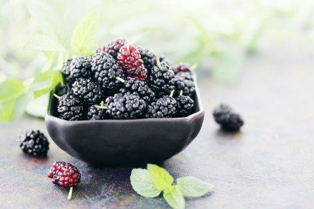 Benefits Of Berries, Mulberry Wine, Mulberry Fruit, Mulberry Leaf, Tea Health Benefits, Bowl Of Cereal, Natural Kitchen, Diet And Nutrition, Fruit Trees