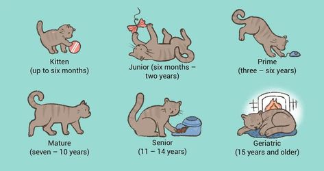 How Long Do Cats Live? Life Stages of Cats - Pets Nurturing Cat Ages, Older Cats, Kinds Of Cats, Senior Cat, Eyes Problems, Nine Lives, Outdoor Cats, Life Stages, Indoor Cat