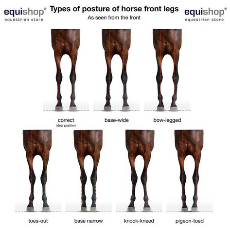 Horse Body Parts, Equine Veterinary, Horse Farm Ideas, Horse Braiding, Horse Lessons, Equestrian Shop, Healthy Horses, Horse Facts, Horse Info