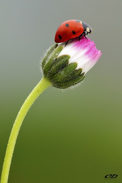 Ladybugs are so named because their help in eating other insects has seemed like the mercy of our Lady of Perpetual Help Lady Beetle, A Ladybug, A Bug's Life, Beautiful Bugs, Bugs And Insects, Lady Bug, Macro Photography, Amazing Nature, Beautiful Creatures