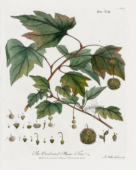 The Occidental Plane Tree from John Evelyn Sylva, Discourse of Forest Trees 1786 Oak Tree Drawings, Tree Prints, Plane Tree, Vintage Botanical Prints, Plant Identification, Forest Trees, Plant Drawing, Tree Drawing, Tree Tattoo