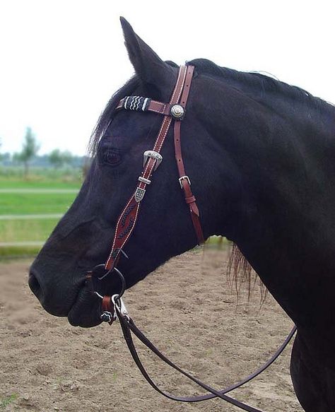 Western bridle are so special and I love them, even I'm a English rider ;) Fancy Knots, Western Bridles, Horse Riding Clothes, Rodeo Horses, Western Tack, Western Horse Tack, Quarter Horses, Horse Equipment, Horse Bridle