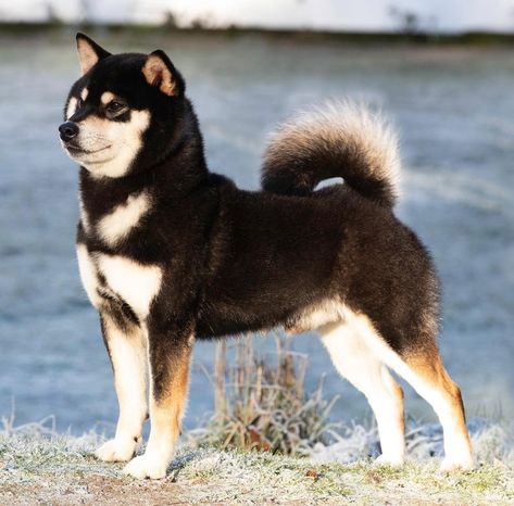 Black Shiba Inu Dog, Shiba Inu Samurai, Shiba Inu Black And Tan, Sesame Shiba, Shiba Inu Mix, Japanese Dog Breeds, Akc Breeds, Spitz Dogs, Shiba Inu Puppy